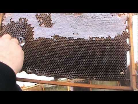 1. Vizita la stupina si explicatii practice in urma discutiilor de la targul apicol din Iasi 1/6