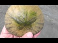 Sand Dollars: Its Alive! 