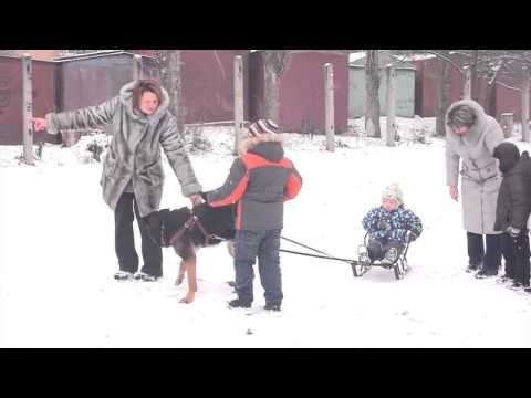 канистерапия