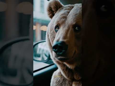Wenn Google Recht hat – aber der Fahrgast trotzdem links will. Bärenhumor im Münchner Taxi.