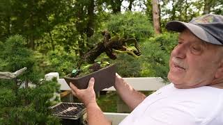 Kanadyjski mistrz Bonsai