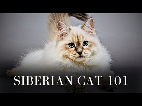 Siberian Cat 101