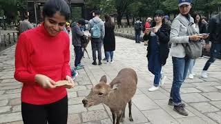 preview picture of video 'Feeding Deers @ Nara Park, Japan'