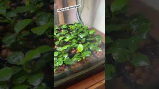 Download lagu Anubias Riverine Propagation System 🌱 mp3