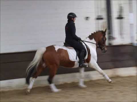 PEPE 7j. Reipony Schecke -for sale- VB 6.500,- Euro