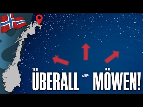 Was beißt unter dem Möwenschwarm? Heilbutt, Großdorsch und Königskrabbe in Nordnorwegen 🇳🇴