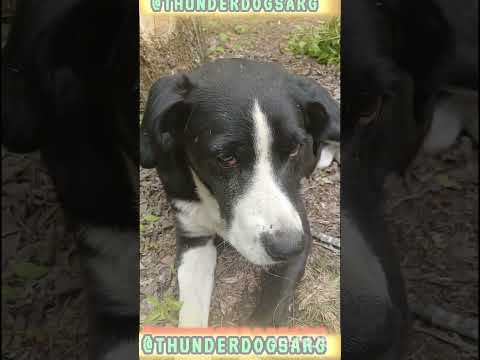 Control de capataces #casagrande #perros #cordoba #humor