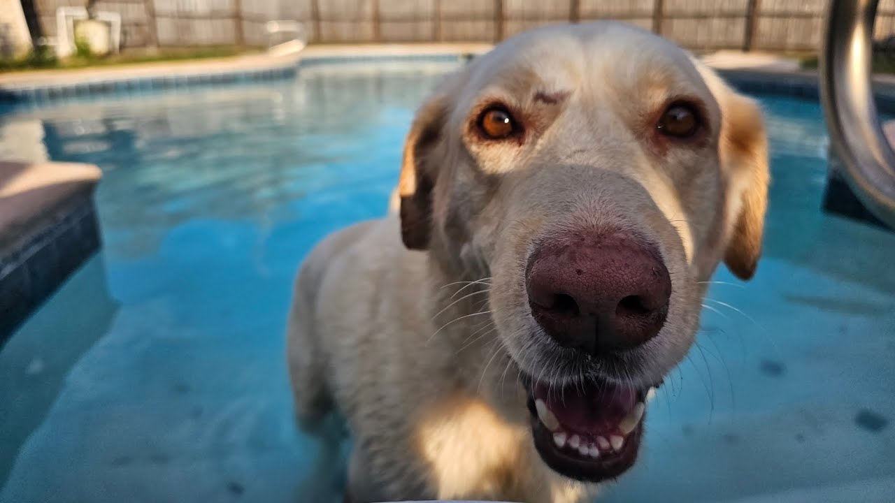 Enlarge Bruno Mars - A Gentle Giant, a Adoptable mixed breed in Denver, CO video 6/6