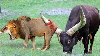 African Wild Buffalo Crazy Attack LION To Save His Teammate, Scaring Hunters Away  Antelope vs Lion