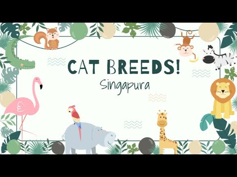 The Different Breeds Of Cats! Season 2/Episode 11