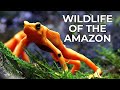 World Of The Wild Episode 1 The Amazon Rainforest Free Documentary Nature