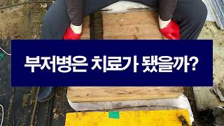 꿀벌 부저병은 치료가 됐을까? 한 달전 부저병이 발생한 봉군