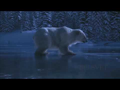 Белые медведи на льду