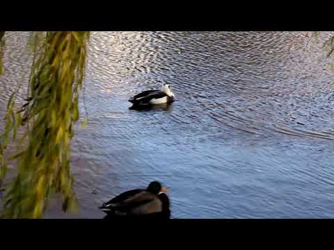 David Garrett - Serenade Schubert, Paul Mcсartney "Live and let die"