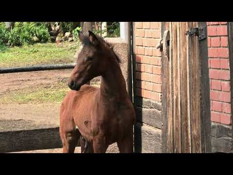 Florance EQ (Fürst Samarant x Don Frederico) - Hanoverian Filly