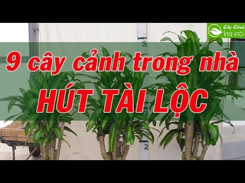 , title : '9 cây cảnh trồng trong nhà hút tài lộc'