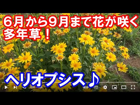 園芸 ヘリオプシス、偽ヒマワリ、偽ヒマワリ