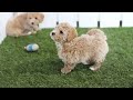 Bichpoo dogs for sale: Clint - Video 1