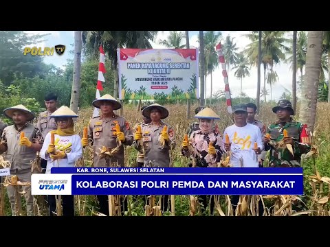 PANEN RAYA JAGUNG SERENTAK KUARTAL II, POLRES BONE DUKUNG SWASEMBADA PANGAN 2025