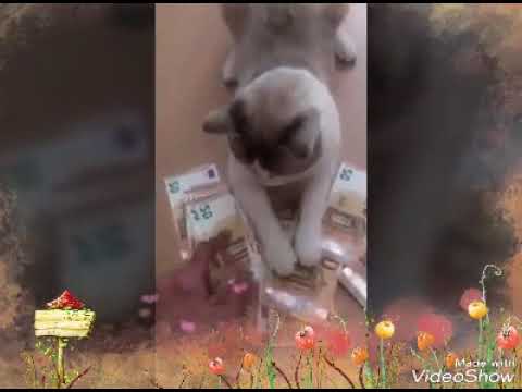 حتى  القطط صارت تعرف النقود)#شاهد وافهم 😂