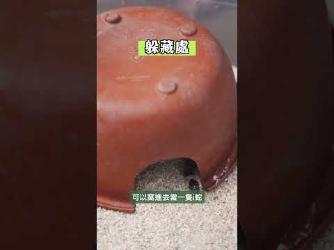 人人家裡都有養蛇神器？