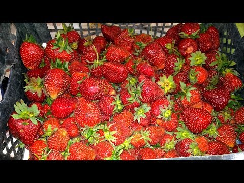 АНАПА  Розы Клубника и другие вкусности ......