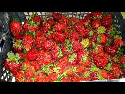 АНАПА  Розы Клубника и другие вкусности ......