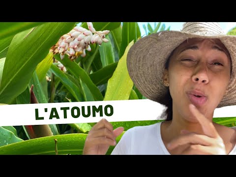 🌱Medicinal plants / Day 26: atoumo