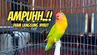 Download lagu SEKALI DENGAR LANGSUNG NYAMBAR, Suara Burung Lovebird Ngekek Panjang PINTAR Memancing EMOSI mp3