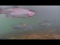 Video Thumbnail for Late Ice Aggressive BIG Trout! My Jigging Technique For Trout! Super Clear Underwater Footage!