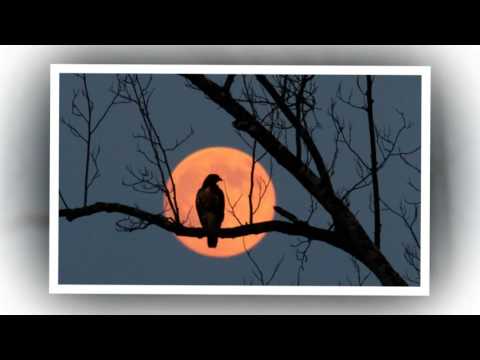 Tình nồng lên mắt - Khánh Vy