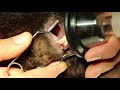 A 1-year-old rabbit had twisted and fractured front teeth. What to do? 1/2