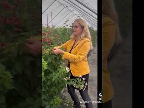 R1728801- a Polish primocane blackberry bred by Dr. Agnieszka Orzeł