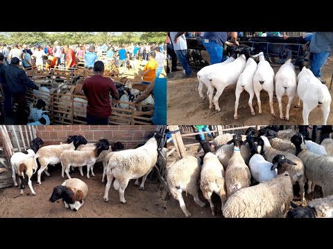 Feira de Animais da Vila do jerimum em Taquaritinga do Norte PE 26/04/2026