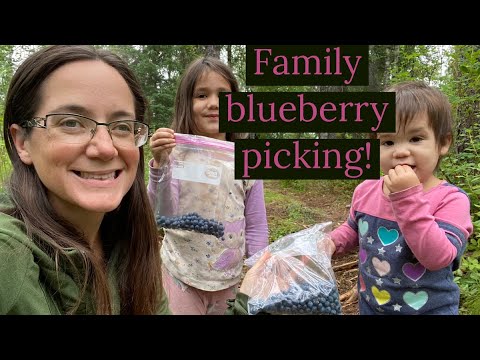 Wild Blueberry Picking with Family - Alaska Wild Edible Foraging