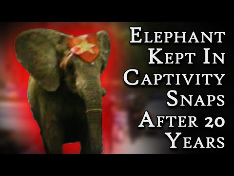Elephant Kept In Captivity Snaps After 20 Years: Tyke The Elephant | Fascinating Horror