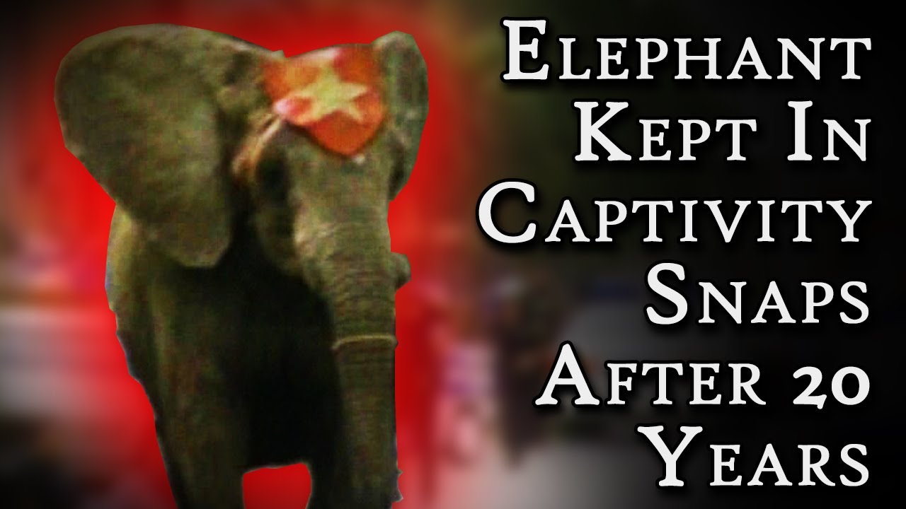 The Final, Fatal Rampage of Tyke the Elephant | A Short Documentary | Fascinating Horror