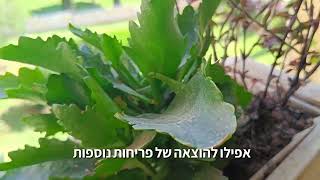 איך קוטמים פריחות יבשות לצורך התחדשות