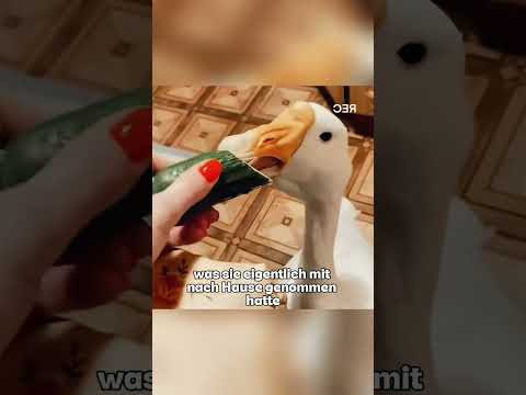 Das hässliche Entlein wurde in ihrem Zuhause wahr