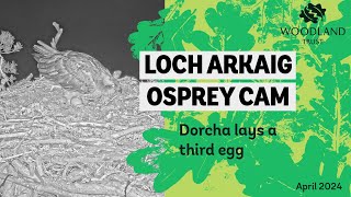 Third Osprey egg 🥚 - Loch Arkaig Osprey Cam