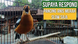 Download lagu ANIS MERAH ngeriwik kasar  Terapi slow ..pelan2 Cetak Mentalnya dulu , nga usah Buru Buru mp3 Download lagu ANIS MERAH ngeriwik kasar  Terapi slow ..pelan2 Cetak Mentalnya dulu , nga usah Buru Buru mp3