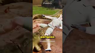 Por Que Colocavam Lama na Boca dos Crocodilos? #curiosidades #fatoscuriosos
