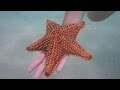 Star Fish | Singapore River Safari 