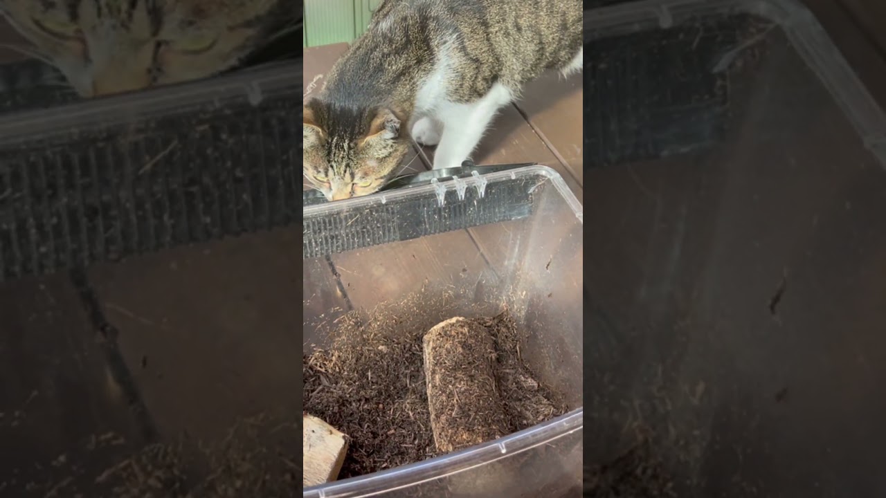 外猫がまた何かを捕まえてきた！