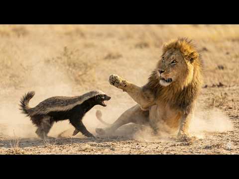 Can a Honey Badger Survive a Lion Attack? Incredible Footage.
