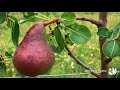 Création d'un verger de fruitiers palissés - Truffaut