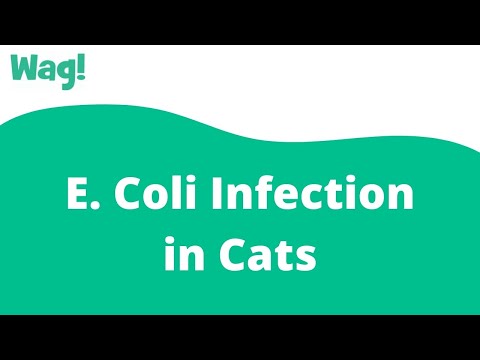 E. Coli Infection in Cats | Wag!