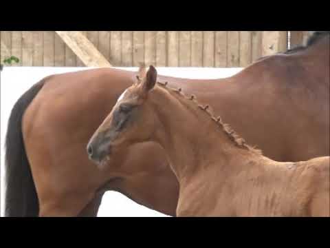 Baloutender x Limited Edition