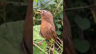 Download lagu Wambi / Hwamei di Alam liar #shorts #hwamei #wambi #kicaumania #chirping mp3