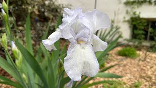 Late April Garden Tour!